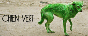 chien-vert-thumb